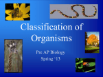 Classification ppt.