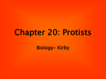 Chapter 20: Protists