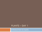 plants – day 1