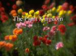 The Plant Kingdom