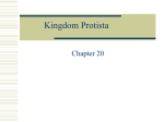 Kingdom Protista