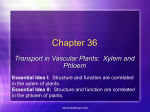 Transport in Xylem and Phloem