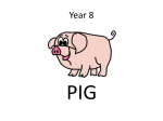 Year 8 PIG