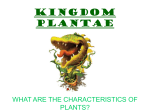 KINGDOM PLANTAE