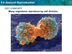 5.4 Asexual Reproduction Asexual Reproduction