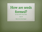 How do seeds form?