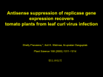 Antisense suppression of replicase gene expression recovers