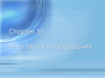 Chapter 35 Presentation-Plant Structure and Growth