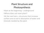 Plant Structure and Photosynthesis