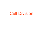 Cell Division