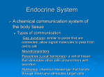 Endocrine System