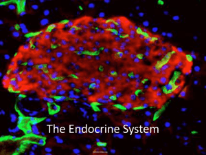 The Endocrine System - College of the Canyons