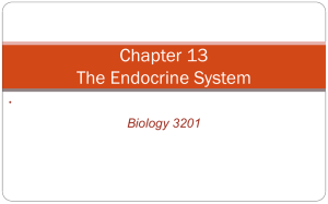 The Endocrine System