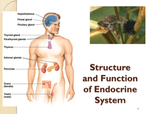 The Endocrine System - bananateachersworld