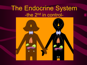 The Endocrine System