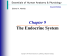 Ch9 Powerpoint Endocrine System