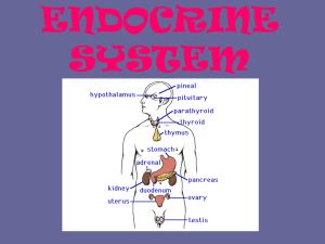 endocrine system - Northwest ISD Moodle