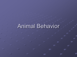 Animal Behavior 09