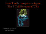 CD8 - Molecular and Cell Biology