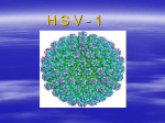 HSV-1