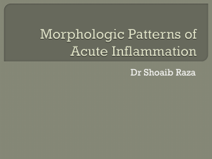 Morphologic Patterns of Acute Inflammation