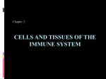 CELLS AND TISSUES OF THE ADAPTIVE IMMUNE SYSTEM