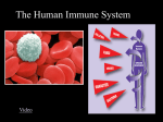 Immune System