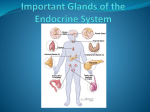 Important Glands of the Endocrine System