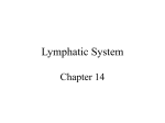 Lymphatic System