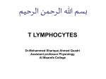 t lyphocyte