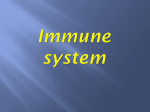 Immune system