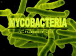 Mycobacterium