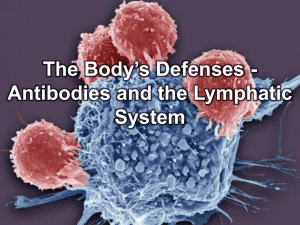 antibodies_lymph