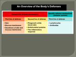 Ist and 2nd line defence