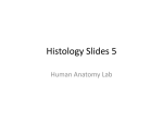 Histology Slides 5