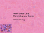 White Blood Cells Morphology and Counts