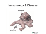 Immunology & Disease