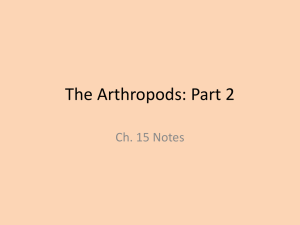 The Arthropods: Part 2