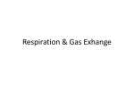 new Respiration & Gas Exhange