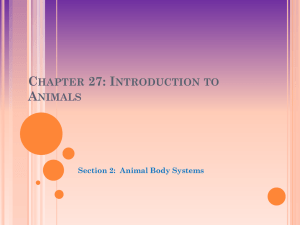 Chapter 27: Introduction to Animals