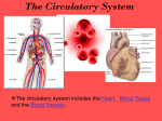 The Circulatory System