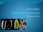 Annelida (segmented worms)