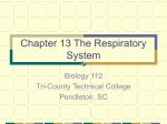 Chapter 13 The Respiratory System