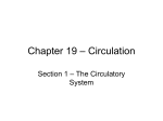 Chapter 19 – Circulation