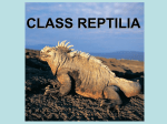 CLASS REPTILIA - District Five Schools of Spartanburg County