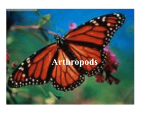 Arthropods - Norman Public Schools