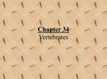 PowerPoint Presentation - Chapter 34 Vertebrates