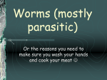 Parasitic Worms