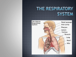 The Respiratory System