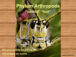Phylum Arthropoda - Richmond School District